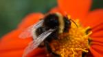 Hummel auf Blüte © CCO Pixabay