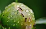 Ameisen krabbeln auf einer Pflanze © Pixabay, CCO
