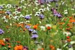 Bunte Blumenwiese © Pixabay
