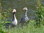 Vögel am Wasser © G. Hezel