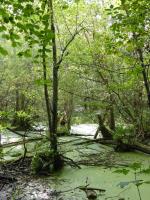 Waldlandschaft © H. Hampp