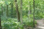 Blick in den Wald © Jeannette Huber 