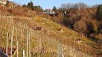 Blick auf einen Weinsteilhang
© wkrauth, CC0