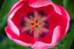 Detail pinke Tulpenblüte. © Pixabay