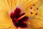 Detail gelbe Blüte. © Pixabay