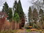 Wald © komoot