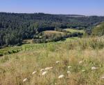 Aussicht Wald und Wiese © komoot