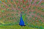 Pfau, der sein Rad schlägt. Bild © Pixabay