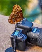 Schmetterling, der auf einer Kamera sitzt. Bild © Pixabay