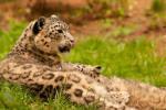 Gepard liegt auf der Wiese. Bild © Pixabay