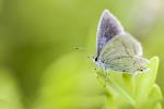 Nahaufnahme eines Schmetterlings. Bild © Pixabay