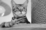 Aufnahme einer Katze in schwarz-weiss. Bild © pixabay