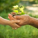 Kinderhand fasst ältere Hände an, die einen Setzling halten © pixabay