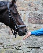 Hand fasst Pferd an die Nase © Schwaderer