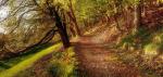 Weg im herbstlichen Wald © Pixabay, CC0