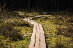 Holzsteg durch Moorlandschaft © pixabay