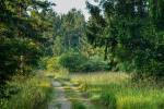 Waldweg © Pixabay