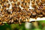 Bienenstock © Pixabay