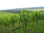 Weinberg am Eichelberg © Kloster Maulbronn Weinberg am Eichelberg © Kloster Maulbronn