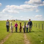 Alpakawanderung © KI-generiert