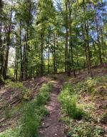 Pfad durch den Wald © komoot