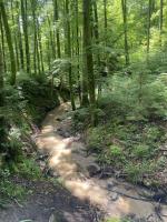 Wanderstrecke durch den Wald© komoot