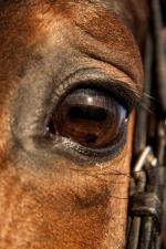 Nahaufnahme Pferdeauge © Schwaderer Nahaufnahme Pferdeauge © Schwaderer